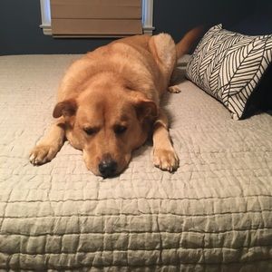 Meet your Posher, Janine